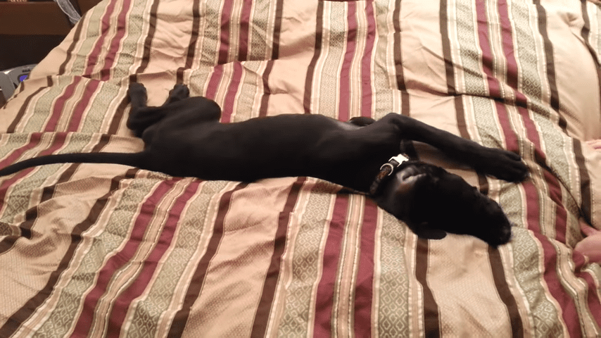 A solid black Great Dane or similar breed lying on a striped bed indoors under warm indoor light.