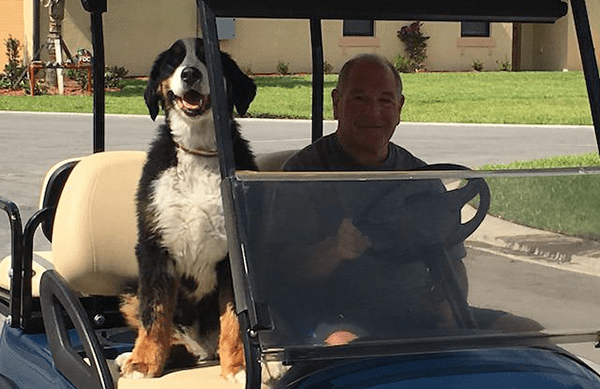 Middle-aged male drives golf cart with adult Bernese Mountain Dog as passenger, suburban residential setting during late afternoon or early evening.