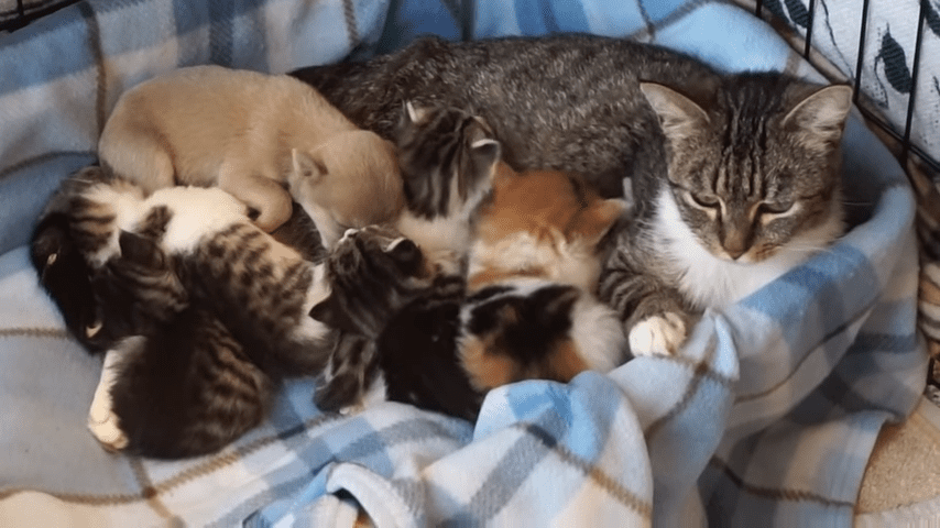 A tabby cat nursing several kittens in a blue-and-white checkered basket indoors under natural daylight.
