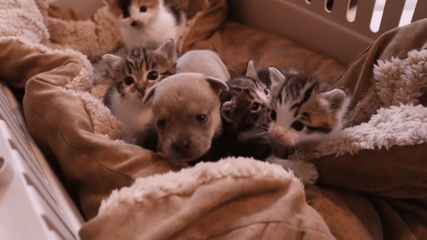A golden retriever or similar breed puppy with light brown fur and darker markings on its face and ears, surrounded by four tabby kittens with distinct striped patterns in shades of orange, black, and white, resting indoors on a bed or couch with blankets and pillows.