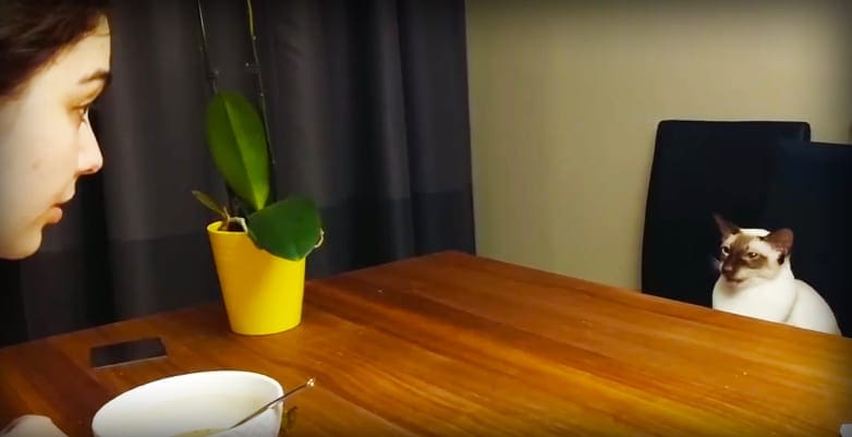 A Siamese cat sits on a wooden table in an indoor setting with dark curtains, surrounded by natural light. A yellow pot with green leaves is placed on the table.