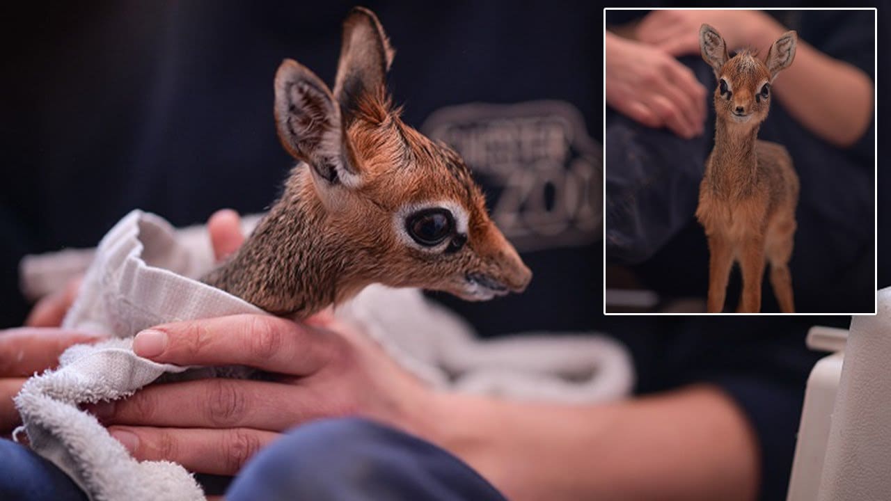 A juvenile dik-dik antelope with light brown fur and darker patches, held by zoo staff in an indoor enclosure illuminated by artificial light.