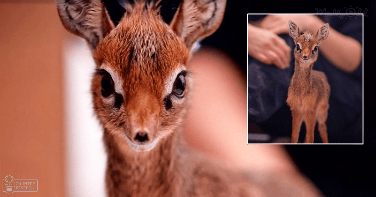 A close-up of a juvenile antelope with reddish-brown fur and large expressive eyes, standing indoors in neutral tones.