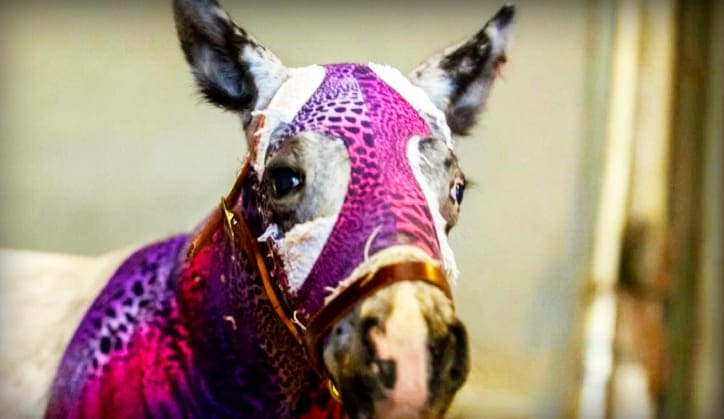 A horse with a white blaze and distinct markings stands in an indoor stable covered by a vibrant pink and purple hood.
