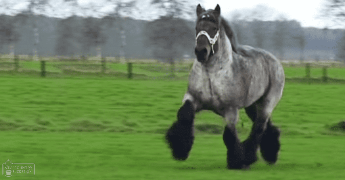 A gray horse with a black bridle in an open field with green grass and trees under an overcast sky.
