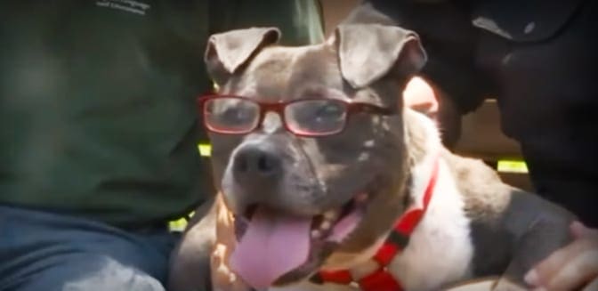 An American Bulldog wearing red glasses and a red collar with black stripes, outdoors amidst greenery under natural daylight.