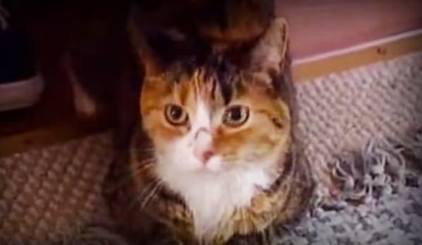 A calico cat with orange, black, and white fur sits indoors on a carpeted floor.
