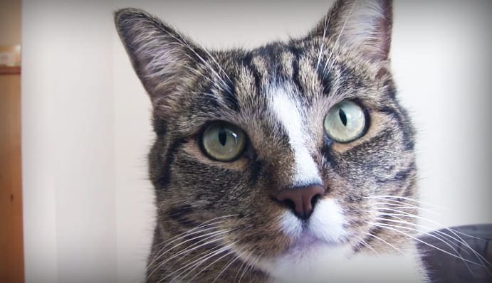 A tabby cat with green eyes and white markings around its mouth and nose sits indoors under soft natural light.