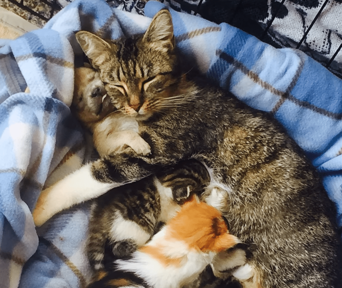 Two adult cats, one tabby with brown and black stripes, another orange and white, under a blue plaid blanket in an indoor setting with soft natural light.