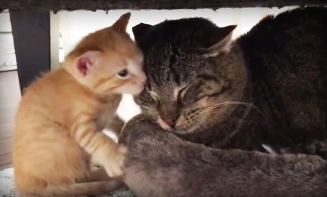 A kitten with tabby markings interacts with an adult cat on what appears to be a windowsill, suggesting an indoor setting.