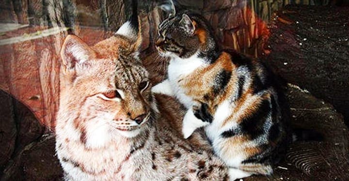 Adult lynx with brown fur and white underbelly, resting alongside a calico cat on wooden surface outdoors.