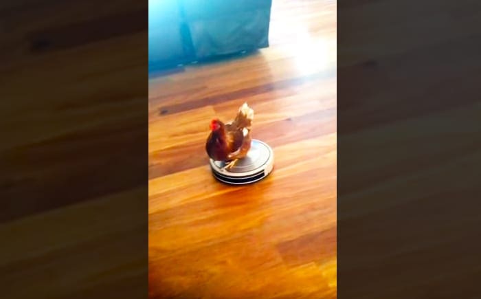A chicken with reddish-brown feathers and a white comb perched on a robotic vacuum cleaner in an indoor room with wooden flooring, blue curtain, and natural light.