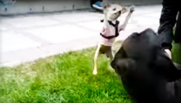 A small dog wearing a white sweater with black trim stands outdoors near a sidewalk, surrounded by green grass under natural daylight. A toddler in dark pants and possibly a light-colored top or shirt is partially visible on the right.