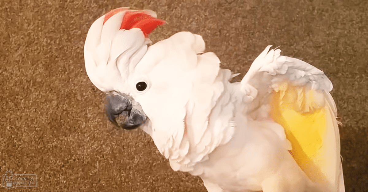 A white, yellow-tailed, red-crested cockatoo indoors with a textured brown surface in the background.