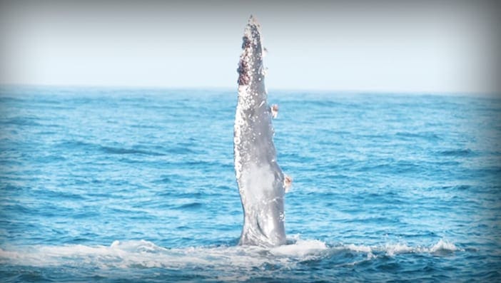A humpback whale breaches in the open ocean during midday.