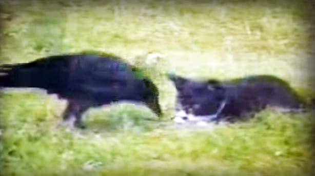Two dark-furred adult dogs in a grassy outdoor setting, daytime lighting.