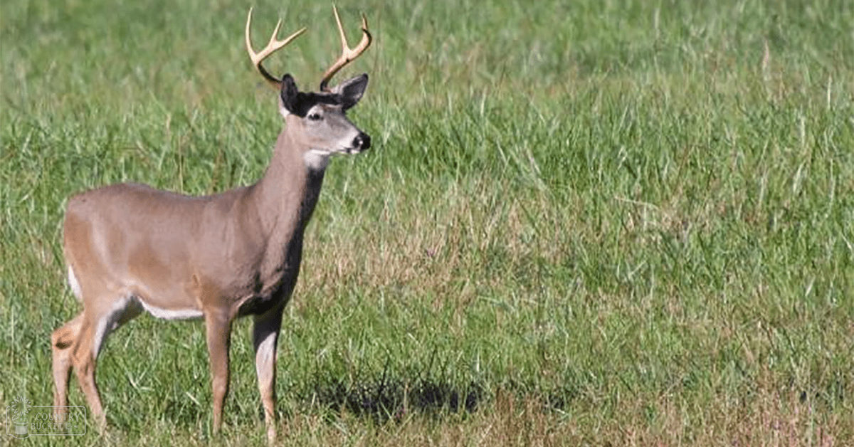 A mature buck with large antlers stands in a vibrant open grassy field on what seems to be a sunny spring or summer day.