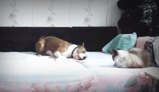 Two resting dogs in a cozy bedroom setting with pastel-colored bedding and wooden furniture.