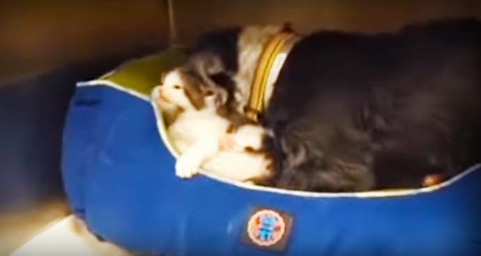 A cat with black fur and white markings rests in a blue pet bed indoors, basking in natural light.
