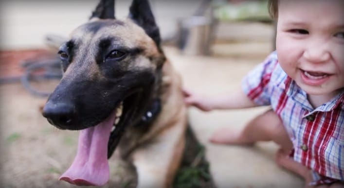A toddler wearing a red and white plaid shirt interacts with an adult Belgian Malinois dog outdoors on a sunny day, likely spring or summer.