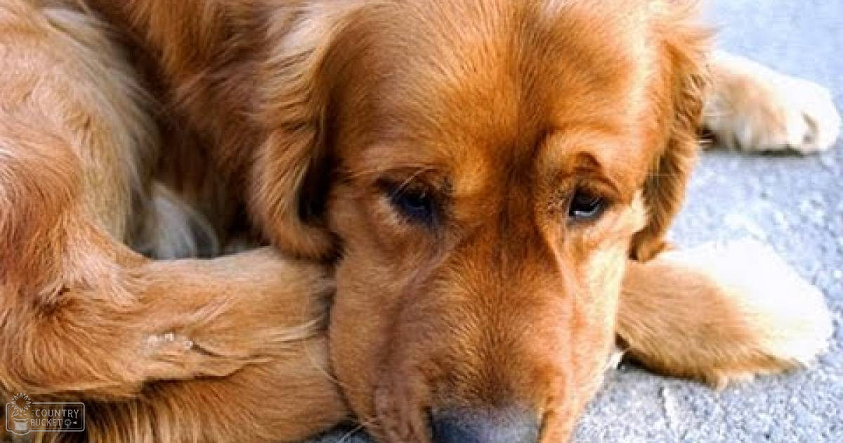 A golden retriever lying down on pavement outdoors with reddish-brown fur, no clear season or time indicated.