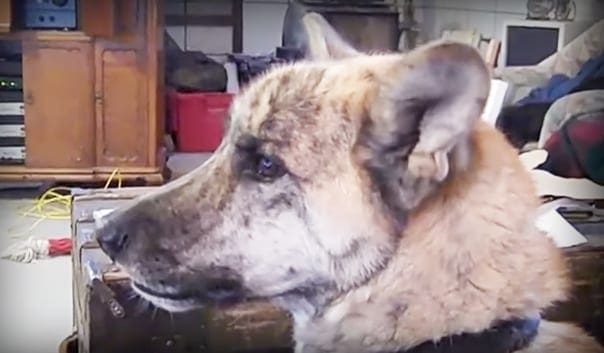 A speckled dog with brown and white fur, possibly a Central Asian Shepherd Dog (Akita), perked up in an indoor cluttered room with artificial lighting.