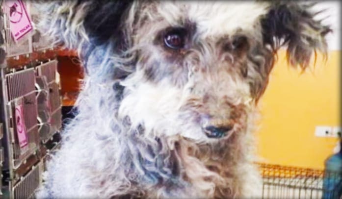 A curly-furred terrier mix or similar small-to-medium-sized dog with black markings around its eyes and ears, inside an animal shelter with metal cages in the background.