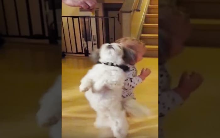A toddler in white pajamas interacts with a Shih Tzu puppy on an indoor staircase.