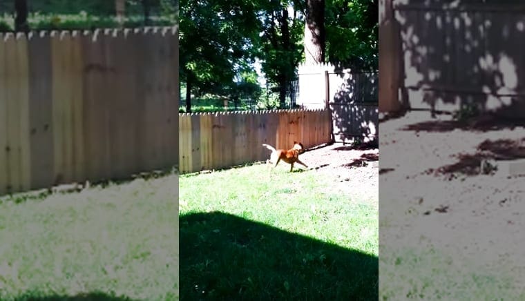 An adult brown dog with darker markings in a backyard setting with a wooden fence, trees, grass, and sunlight filtering through the foliage.