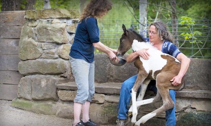 A middle-aged female wearing a loose white T-shirt and hair accessory interacts with a juvenile brown horse in a farm setting, suggesting spring or summer lighting.