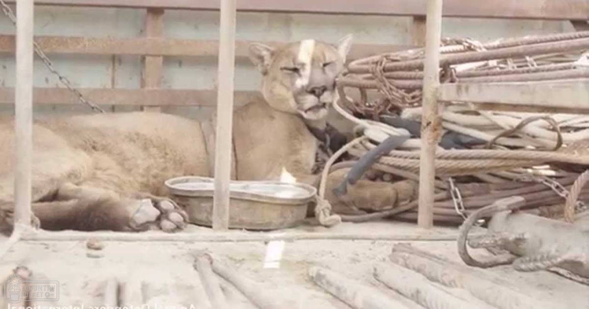 A puma (Puma concolor) in a confined space with metallic bars forming part of its enclosure, surrounded by ropes, chains, and wooden planks. The setting appears to be an outdoor temporary shelter under natural daylight.