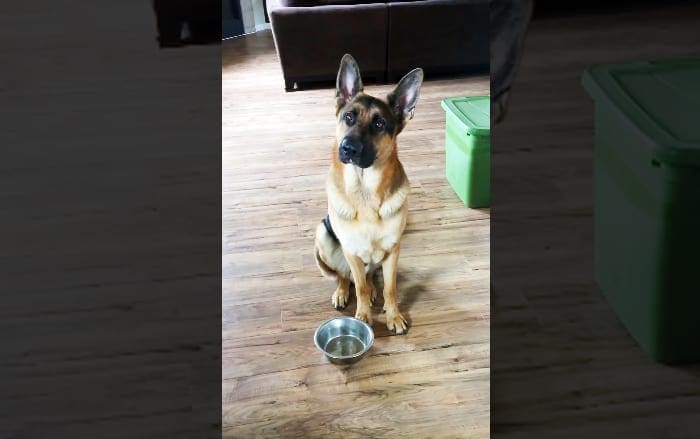A German Shepherd dog with a tan and black coat stands indoors on wooden floors, near storage bins and furniture.