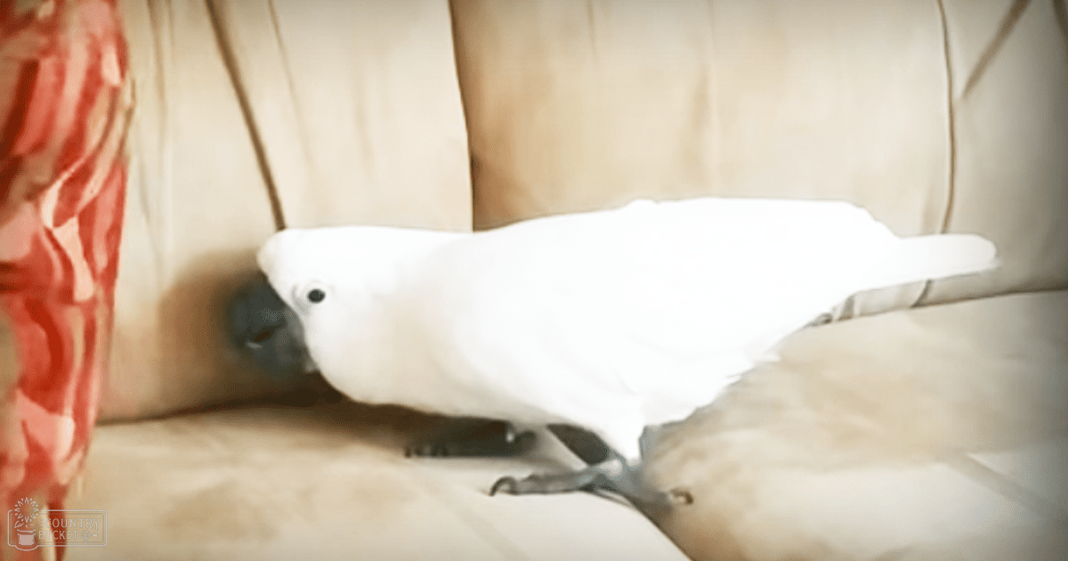 A white cockatoo with a black beak and eye, indoors in soft lighting with minimalistic background with beige furniture and red tones.