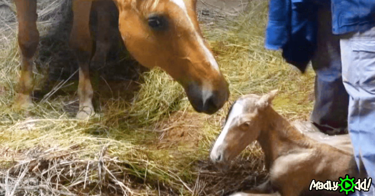 A bay horse and its foal with white markings in a rural outdoor setting during daytime.