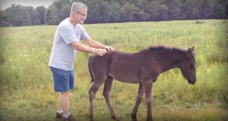 A middle-aged male interacts with a juvenile dark brown foal in an open grassy field during late afternoon light.