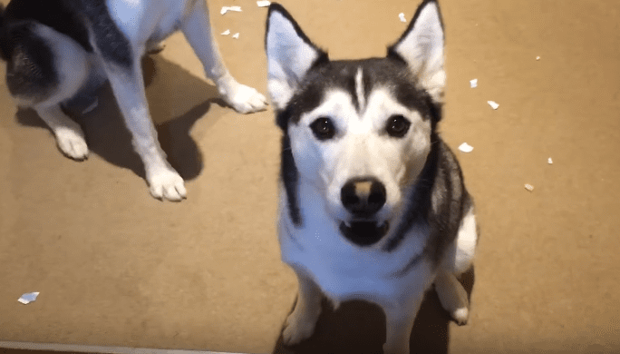 A husky dog with black and white fur stands indoors on a carpeted floor, bathed in natural light.