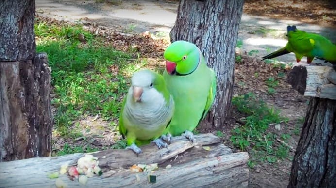Two adult parrots with green and gray plumage perched on a wooden log in an outdoor park setting during spring or summer, under daylight with shadows indicating mid-morning or early afternoon.