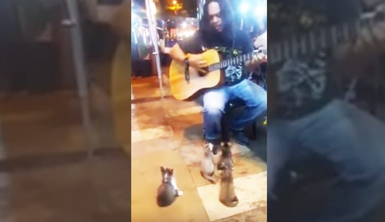 An adult male musician plays guitar in an urban outdoor setting at night. A tabby cat with brown and black stripes is visible nearby.
