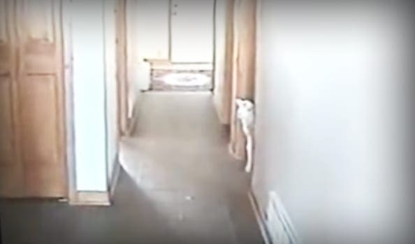 A white cat with markings on its face and ears in a bedroom setting with soft natural lighting, likely daytime.