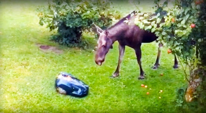 A moose in an outdoor garden or park setting amidst lush greenery under natural daylight.