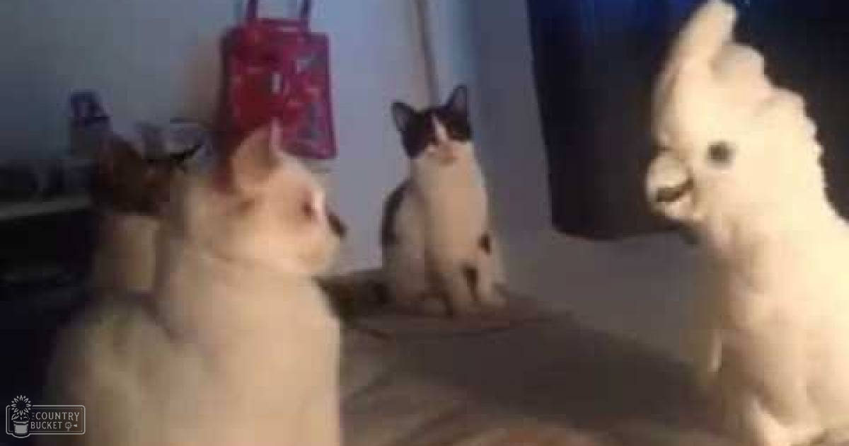 A light-colored dog, possibly a Pomeranian or similar breed, a black and white cat likely a domestic shorthair, and an alpaca or llama-like animal with a thick white coat in an indoor setting.