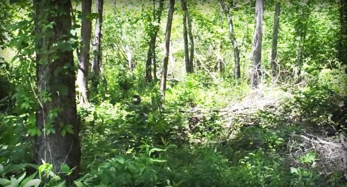 A dense temperate woodland forest scene with tall trees and lush greenery under bright midday sunlight.