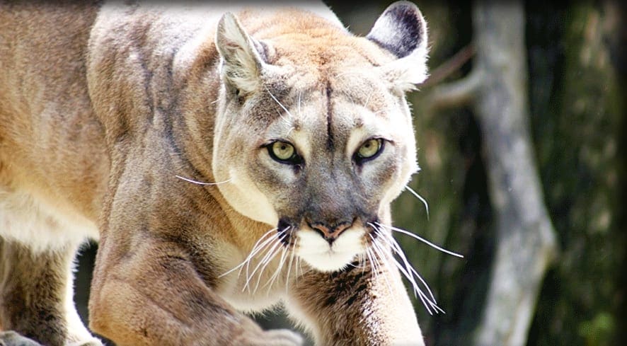A mountain lion with light brown fur, dark facial stripes, and greenish-yellow eyes stands amidst a natural outdoor setting with trees and branches visible.