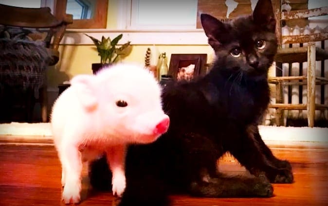A domestic cat kitten with dark fur and lighter points on ears and face, alongside a young piglet in an indoor home setting with wooden furniture and warm tones.