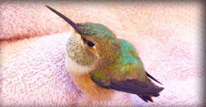 A close-up of a vibrant adult hummingbird with iridescent green and white plumage against a soft pink textured indoor backdrop.