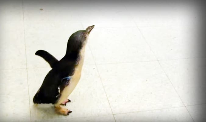 A close-up of a black-and-white penguin with yellow markings on its head, standing indoors in natural light.