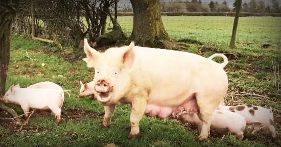 A sow with piglets in a rural outdoor setting during late autumn or early spring.