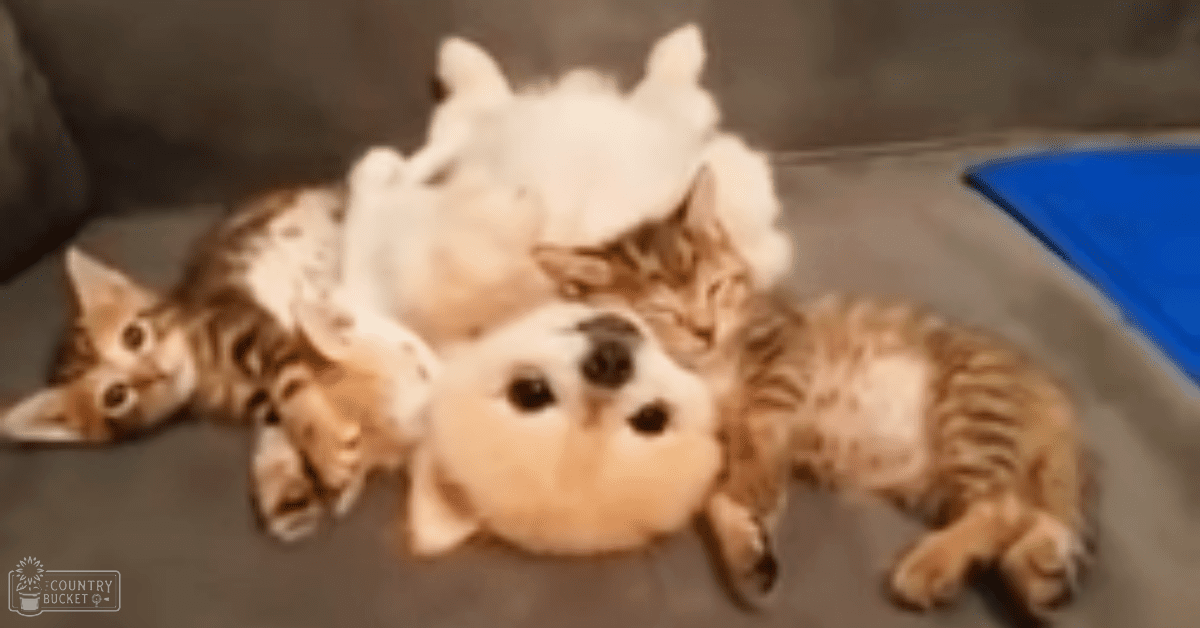 A young tabby kitten with orange fur and black stripes in an indoor setting with neutral-colored walls and flooring.