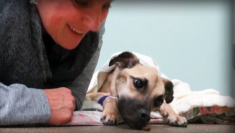 A mixed-breed dog, possibly a Labrador Retriever mix, with light brown fur and darker patches on its face, rests indoors under a white blanket against light blue walls.