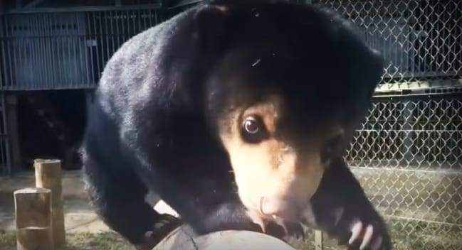 A black-brown bear with white markings on face in a zoo enclosure, surrounded by wooden posts and chain-link fencing.